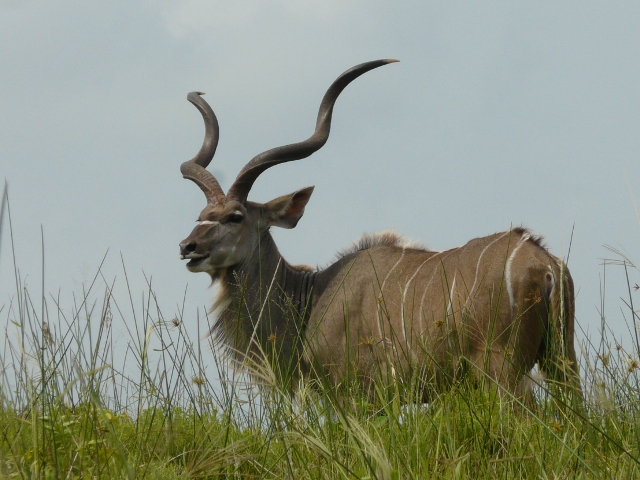Kudu-Buck