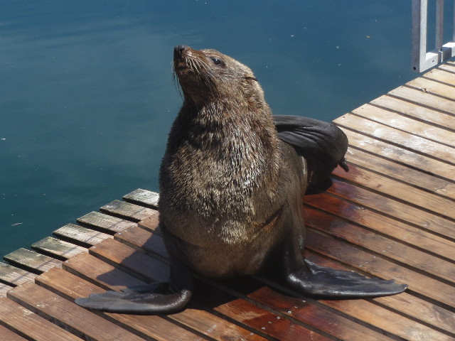 Seal-Dock