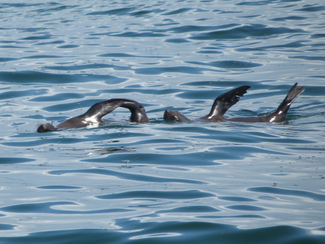 Seals-Basking