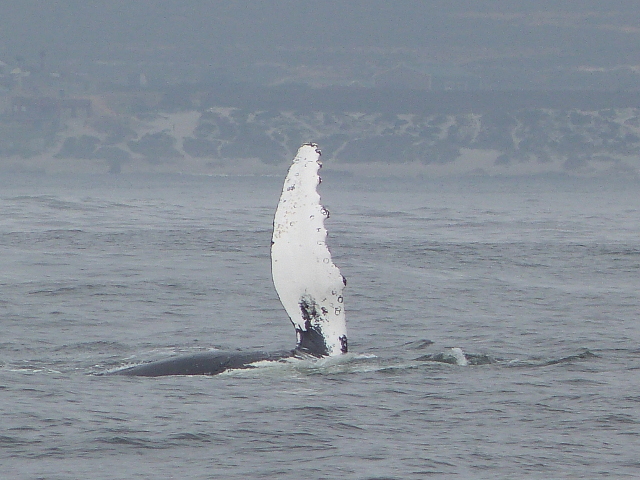 Whale-Fin