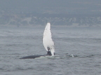Whale-Fin (205 KB)