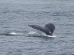Whale-Tail (154 KB)