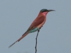 Bee-eaters Index