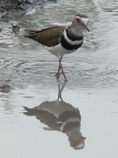 Three-banded-Plover (112 KB)