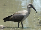 Ibis-Heron-Flamingo Index
