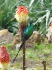 Sunbird-Sugarbird-Widowbird-Whydah Index