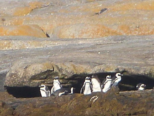 Penguins-Cave