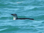 Penguin-Swimming (189 KB)