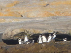 Penguins-Cave (156 KB)