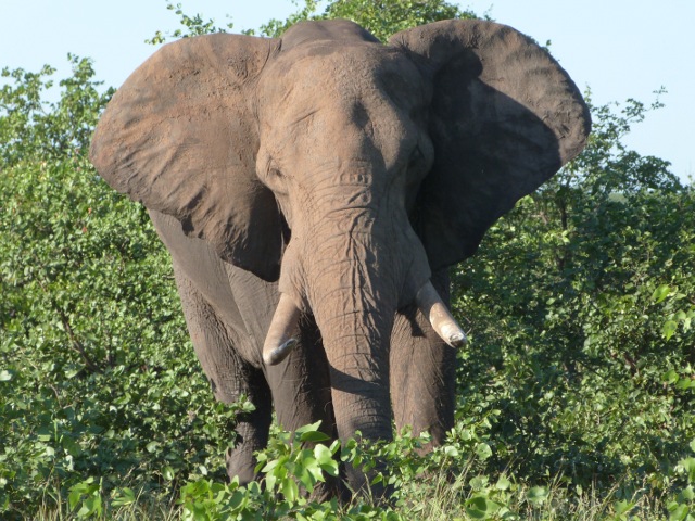 Elephant-Front