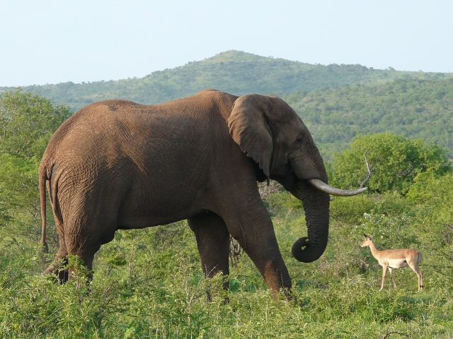 Elephant-Impala