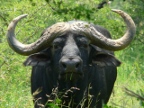 Buffalo portrait (111 KB)