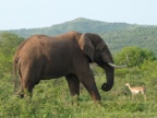 Elephant & Impala (191 KB)