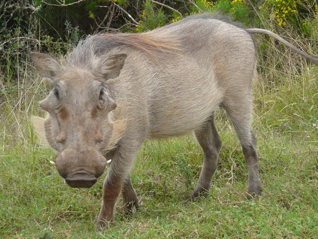 Warthog-beauty
