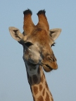 Giraffe-head (82 KB)
