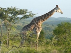 Giraffe (206 KB)