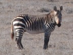 Mountain-Zebra (154 KB)