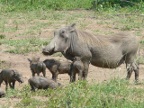 Warthog-babies (203 KB)