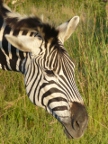 Zebra-Head (149 KB)
