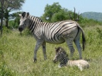 Zebra & baby (212 KB)