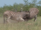 Zebra-fight (169 KB)