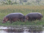 Hippo-pair (148 KB)