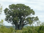 Baobab (105 KB)
