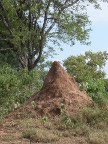 termite-mound (108 KB)