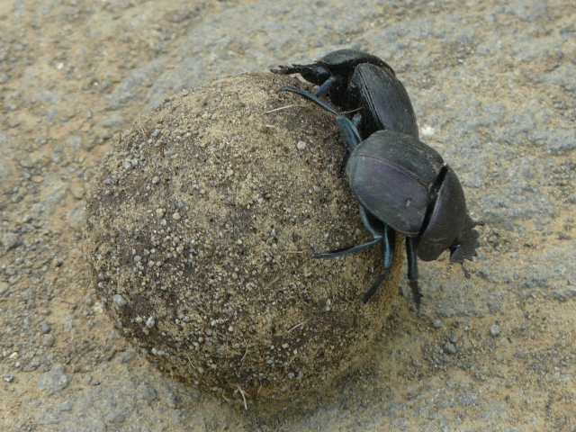 Dung-Beetles