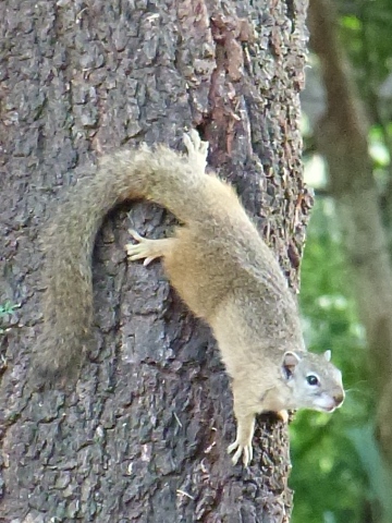 squirrel (136 KB)