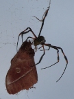 Spider (93 KB)