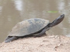 Turtle (136 KB)