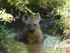 Hyena-water (236 KB)