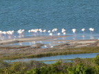 Flamingoes1 (168 KB)