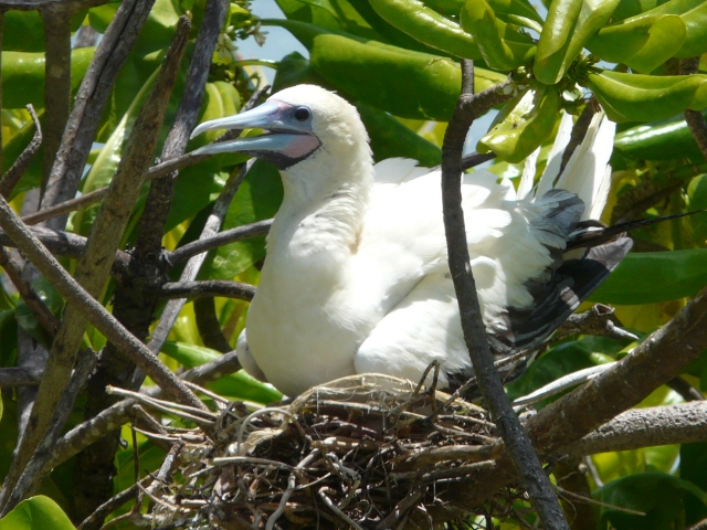 nesting booby