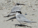 Black-naped Terns