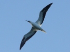booby flying
