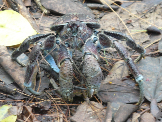 blue coconut crab