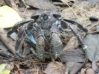 blue coconut crab.JPG (219 KB)