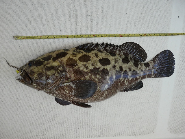 Camouflage Grouper