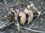 Coconut Crab.JPG (231 KB)