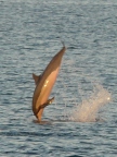 Spinner Dolphin.JPG (105 KB)