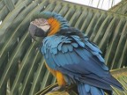 Blue Macaw (104 KB)