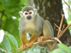 Monkey (147 KB)