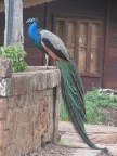 Peacock (75 KB)