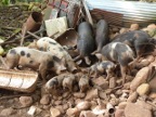 Pigs (182 KB)