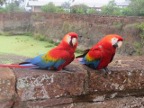 Red Macaws (145 KB)