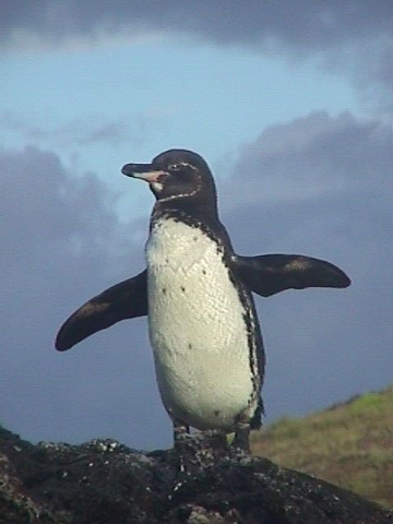 Penguins Waving