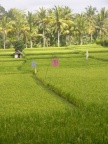 rice fields.JPG (172 KB)