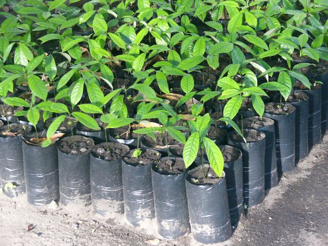 Nutmeg Seedlings